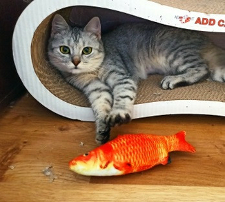 Игрушка для котов Рыбка 20см Карп оранжевый, фото №4