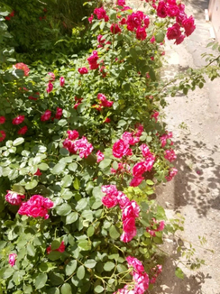 Роза плетистая взрослый куст, фото №3