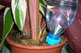 Аква конус, автоматический капельный полив растений 1шт, фото №4
