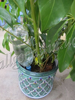 Аква конус, автоматический капельный полив растений 1шт, фото №6