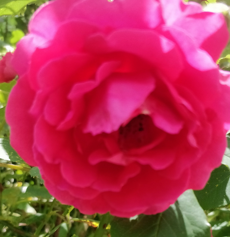 Роза плетистая взрослый куст, фото №2