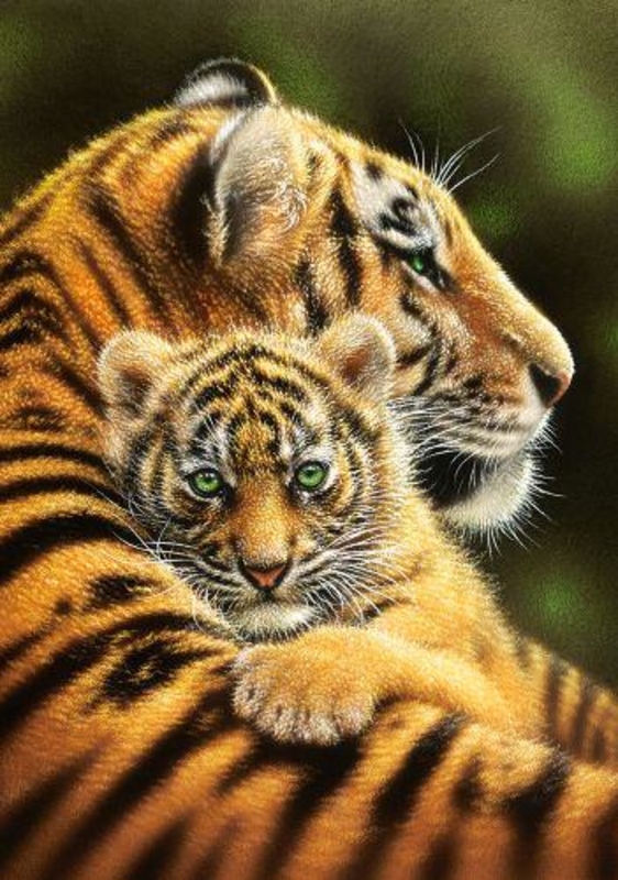 Пазлы "Тигры", 500 элементов В-52448